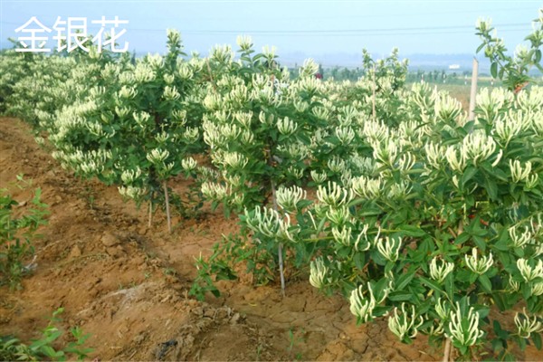 种哪些药材可以赚钱，金银花、桔梗、重楼等品种是适宜选择