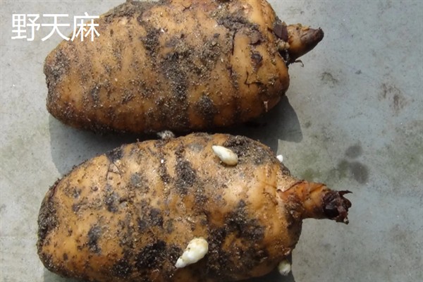 种哪些药材可以赚钱，金银花、桔梗、重楼等品种是适宜选择