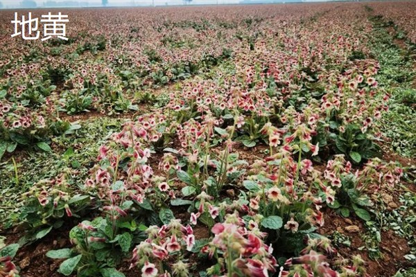 种哪些药材可以赚钱，金银花、桔梗、重楼等品种是适宜选择