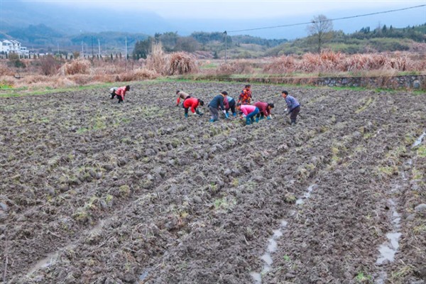 芋头在几月份种，1-3月份种植为佳