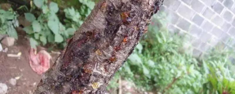 桃子流胶病的防治方法，刮除流胶后再涂抹多菌灵等药物