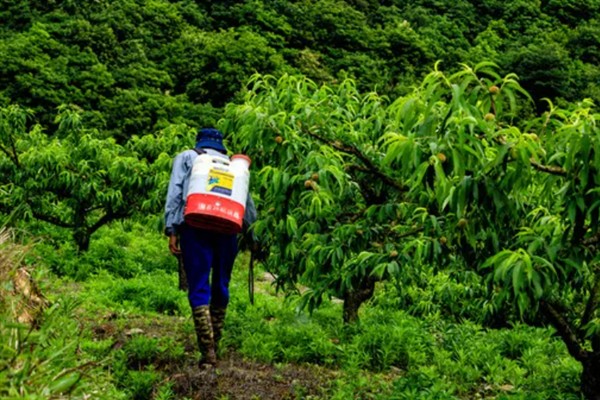 桃子流胶病的防治方法，刮除流胶后再涂抹多菌灵等药物