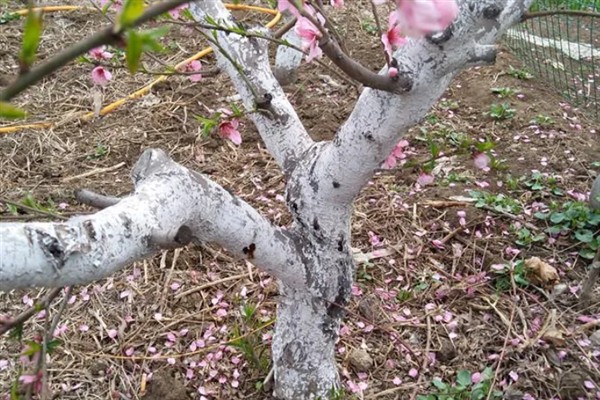 桃子流胶病的防治方法，刮除流胶后再涂抹多菌灵等药物