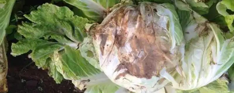 大白菜发生软腐病还能不能食用，植株会软化腐烂并带有恶臭不宜食用