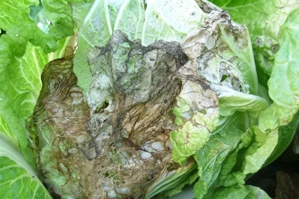 大白菜发生软腐病还能不能食用，植株会软化腐烂并带有恶臭不宜食用