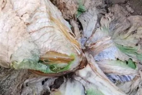 大白菜发生软腐病还能不能食用，植株会软化腐烂并带有恶臭不宜食用