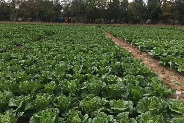 大白菜发生软腐病还能不能食用，植株会软化腐烂并带有恶臭不宜食用