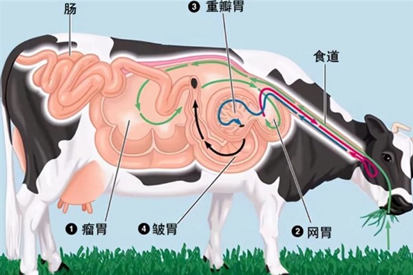 牛有哪些主要特征，其体质比较强壮