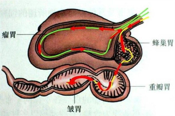 牛有哪些主要特征，其体质比较强壮