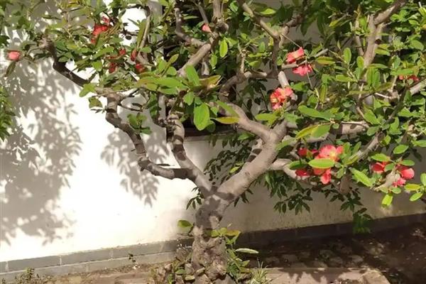 海棠花茎发软怎么挽救，要保持充足光照条件