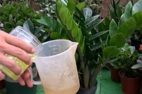 金钱树的养殖方法，生长适温在20-30℃