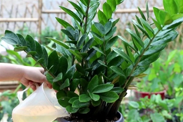 金钱树的养殖方法，生长适温在20-30℃