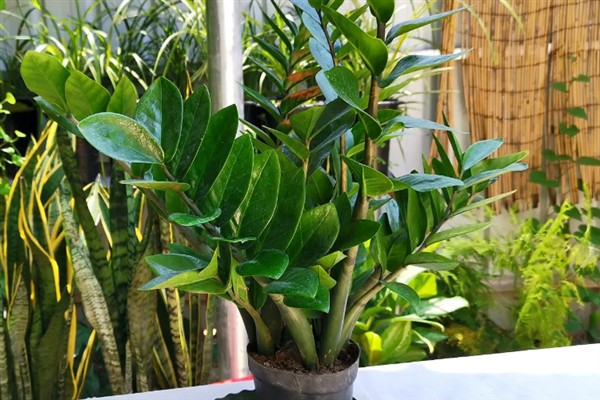 金钱树的养殖方法，生长适温在20-30℃