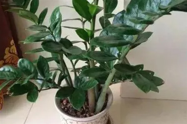 金钱树的养殖方法，生长适温在20-30℃