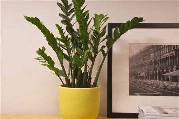 金钱树的养殖方法，生长适温在20-30℃