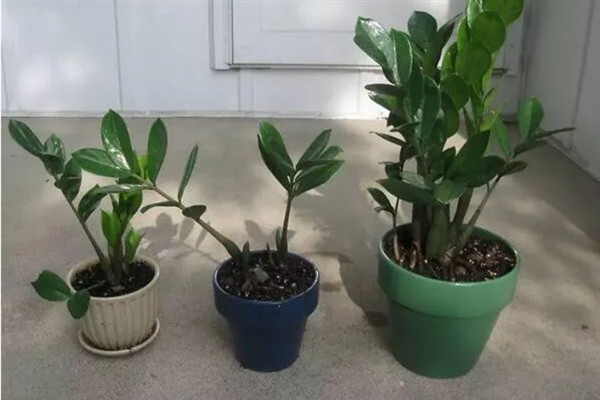 金钱树的养殖方法，生长适温在20-30℃