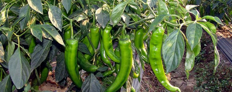 青椒僵果的防治方法,可种植抗病、耐低温弱光的品种