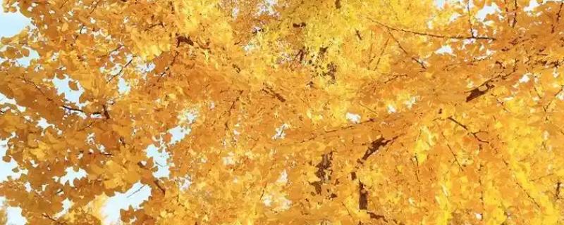 银杏树有什么特点，植株高大树皮呈灰褐色