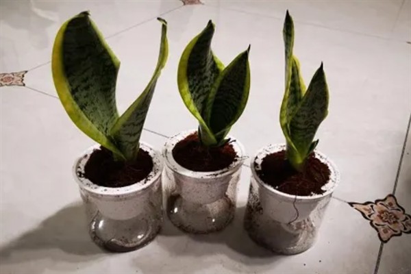 金边虎皮兰的作用，可美化环境和净化空气等