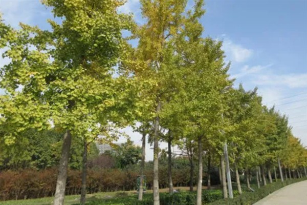银杏树有什么特点，植株高大树皮呈灰褐色