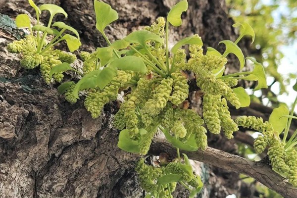 银杏树有什么特点，植株高大树皮呈灰褐色