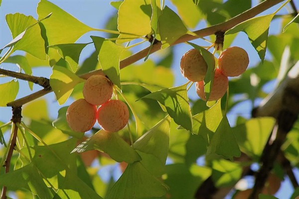 银杏树有什么特点，植株高大树皮呈灰褐色