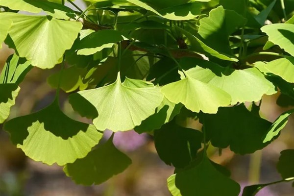 银杏树有什么特点，植株高大树皮呈灰褐色