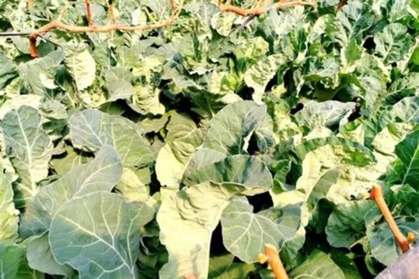 花菜的种植方法，大多在秋冬两季栽培