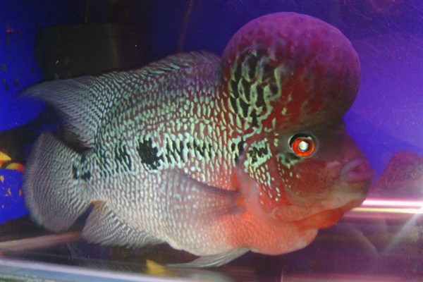 罗汉鱼35度水温能生存吗，罗汉鱼35度水温可以生存