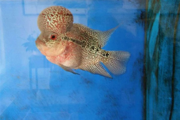 罗汉鱼35度水温能生存吗，罗汉鱼35度水温可以生存