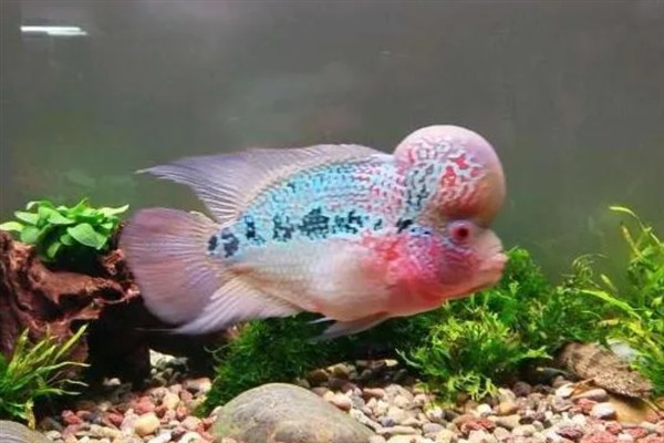 罗汉鱼35度水温能生存吗，罗汉鱼35度水温可以生存