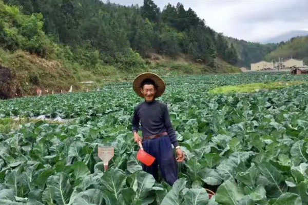 花菜的种植方法，大多在秋冬两季栽培