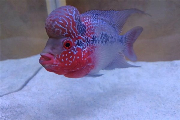 罗汉鱼35度水温能生存吗，罗汉鱼35度水温可以生存