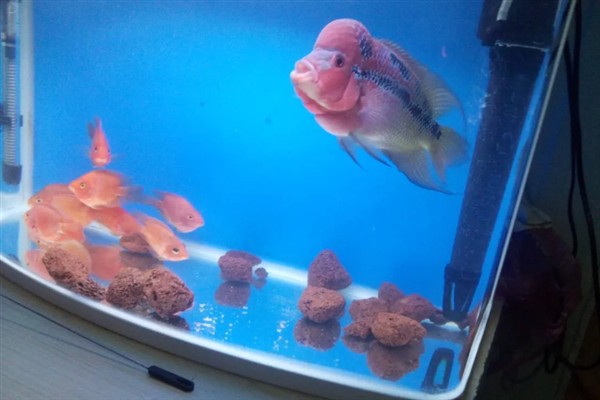 罗汉鱼35度水温能生存吗，罗汉鱼35度水温可以生存