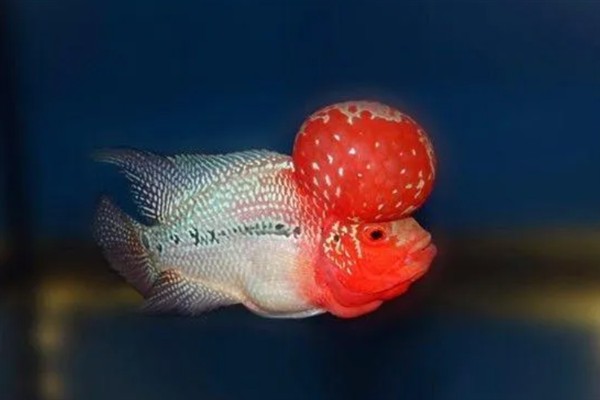 罗汉鱼35度水温能生存吗，罗汉鱼35度水温可以生存