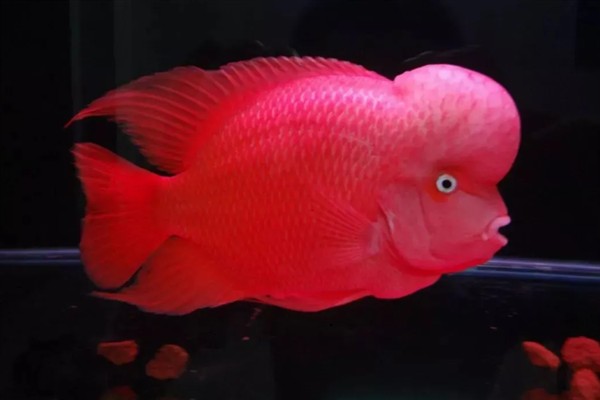 罗汉鱼35度水温能生存吗，罗汉鱼35度水温可以生存