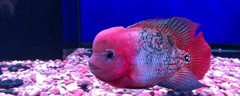 罗汉鱼35度水温能生存吗，罗汉鱼35度水温可以生存