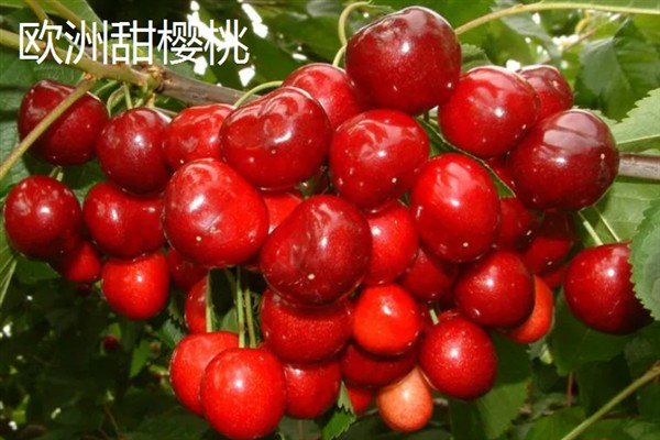 樱桃有什么寓意，代表圆满和幸福