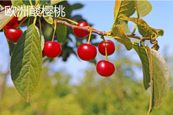 樱桃有什么寓意，代表圆满和幸福