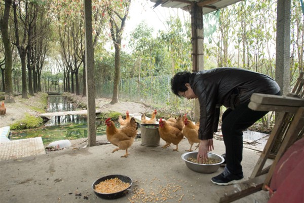 鸡如何喂养，喂料一定要全面