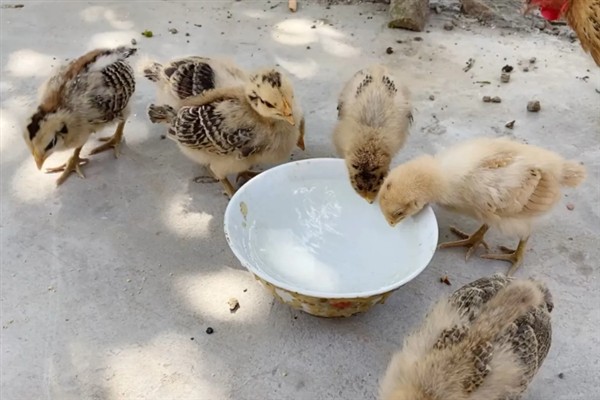 鸡如何喂养，喂料一定要全面