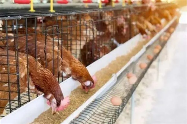 鸡如何喂养，喂料一定要全面