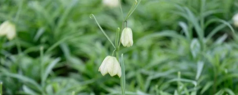 贝母有哪些品种,有川贝、浙贝、平贝等