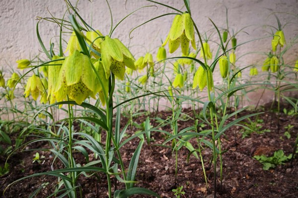 贝母有哪些品种,有川贝、浙贝、平贝等