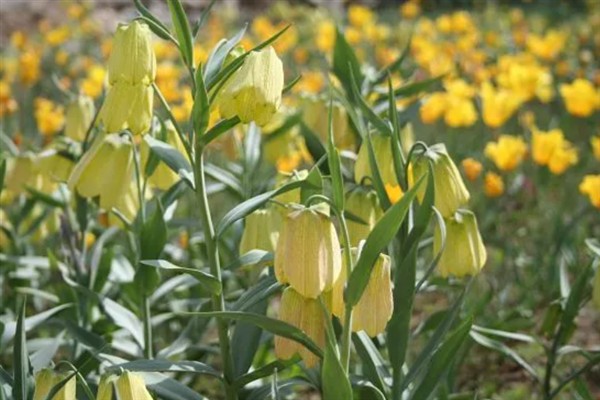 贝母有哪些品种,有川贝、浙贝、平贝等