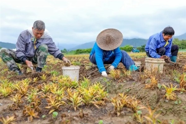 贝母有哪些品种,有川贝、浙贝、平贝等