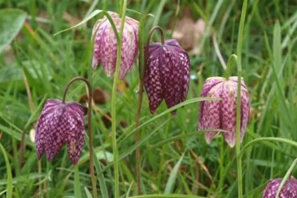 贝母有哪些品种,有川贝、浙贝、平贝等