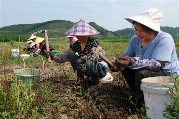 贝母有哪些品种,有川贝、浙贝、平贝等