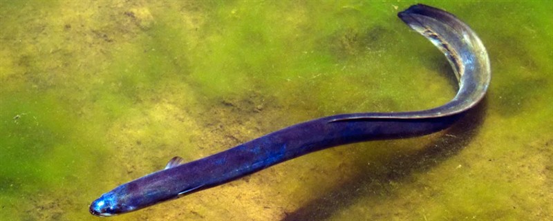 鳗鱼能不能人工繁殖，目前还没有办法进行人工繁殖