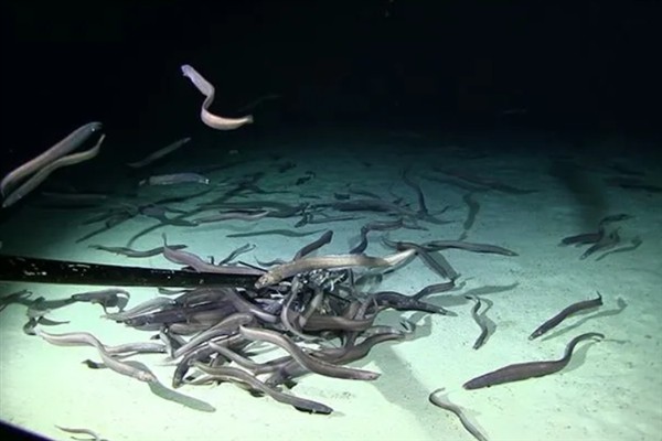 鳗鱼能不能人工繁殖，目前还没有办法进行人工繁殖